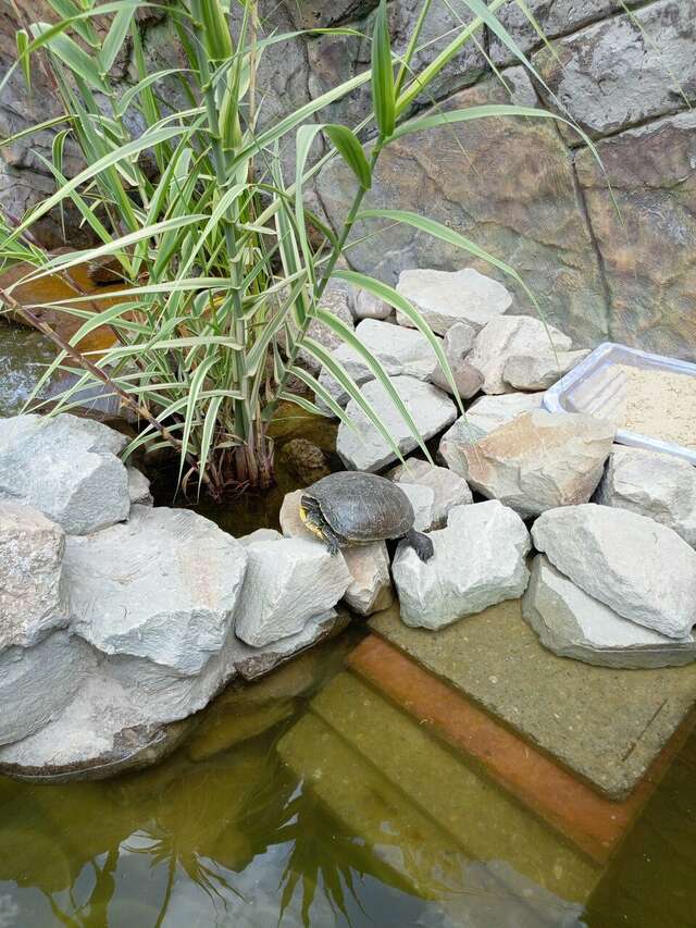 Гостиница Пансионат Нева Алушта-245