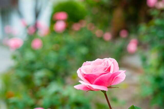 Гостиница Пансионат Нева Алушта-62